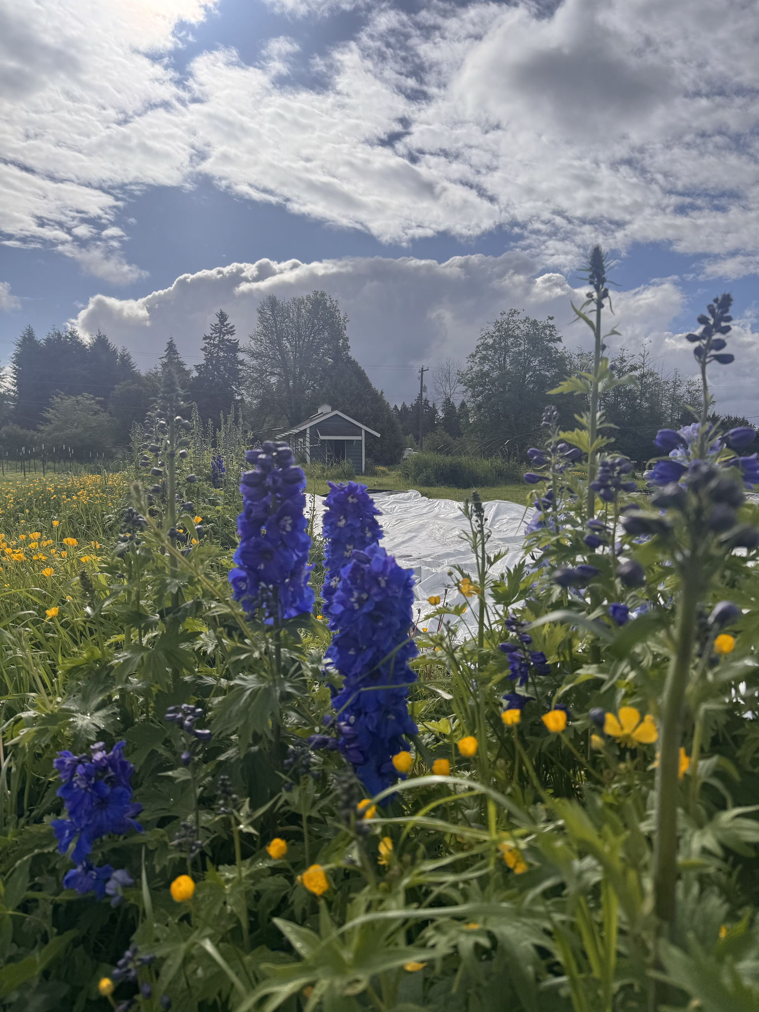 Blumen in Tahoma Hope, USA